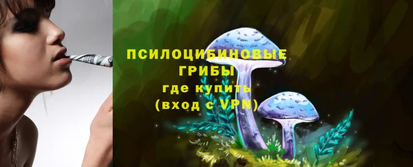 индика Бородино